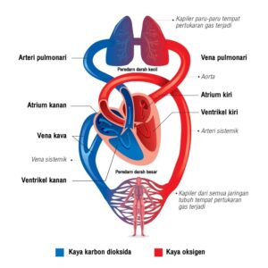 Mengenal Pembuluh Arteri: Fungsi, Ciri, dan Perbedaannya dengan Vena